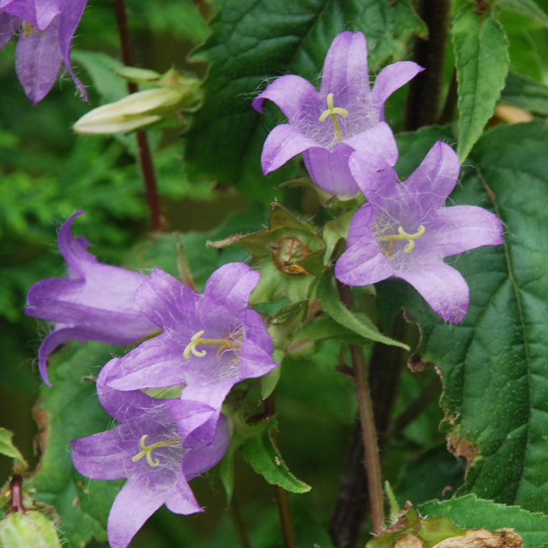 Campanula Trachelium Blue