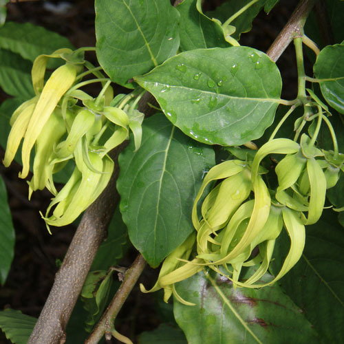 Ylangylang