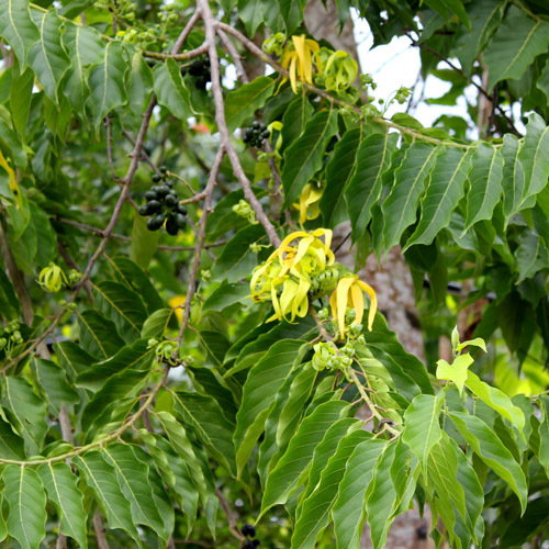 Cananga Odorata1