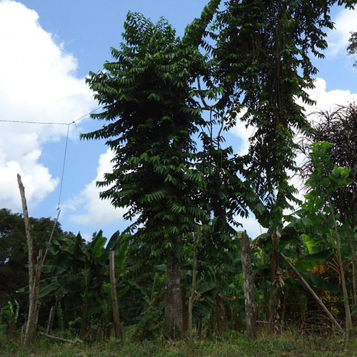 Cananga Odorata Tree