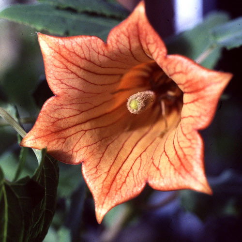 Canarina Canariensis