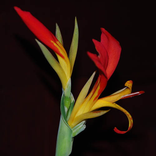 Canna Brasiliensis