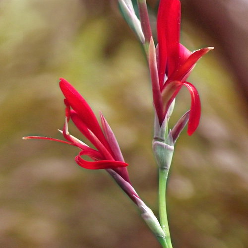 Canna Indica