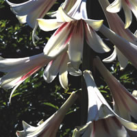 Cardiocrinum Glehnii