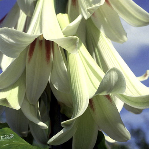 Cardiocrinum Giganteum
