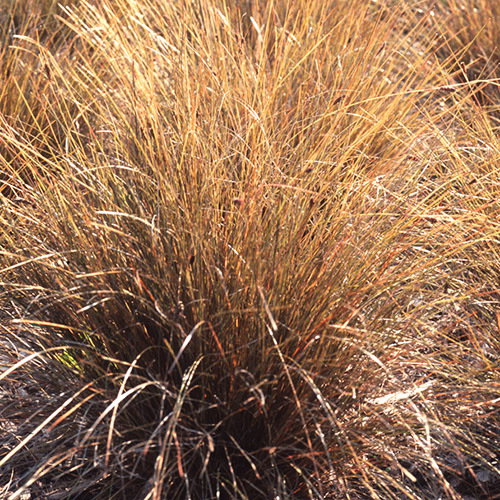 Carex Coman S Bronze