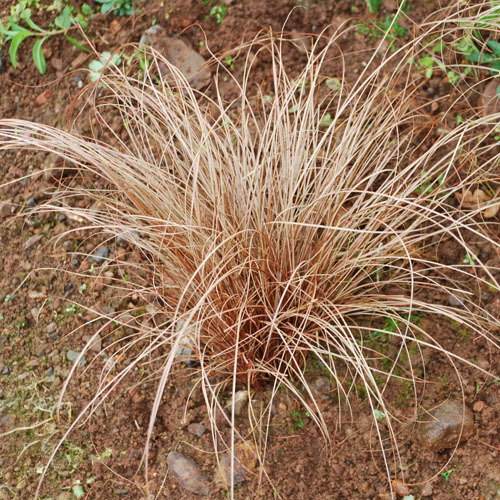 Carex Flagellifera