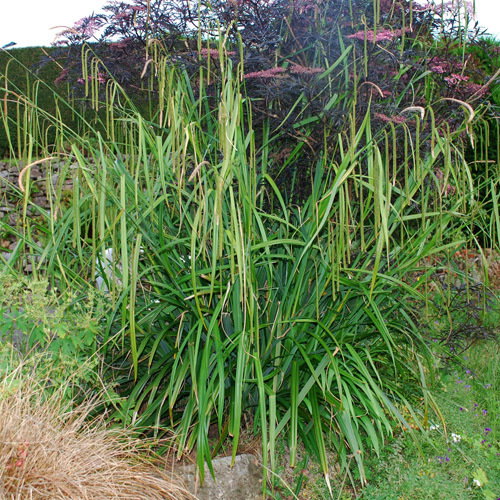 Carex Pendula