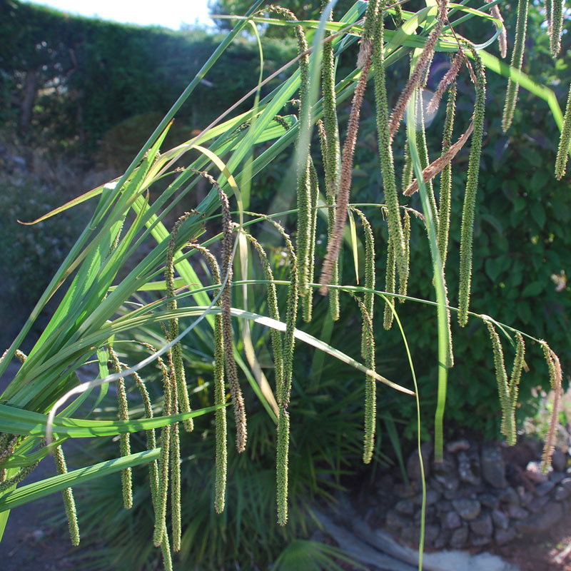 Carex Pendula