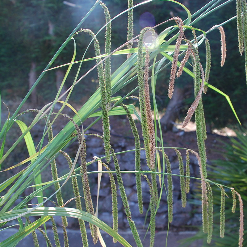 Carex Pendula2