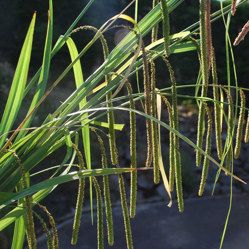 Carex Pendula