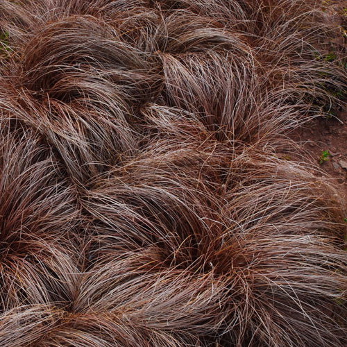 Carex