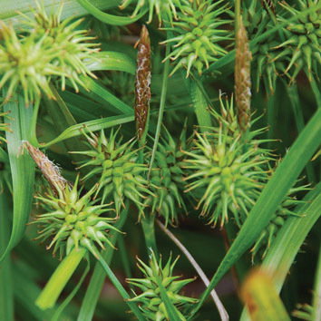 Carex Serotina