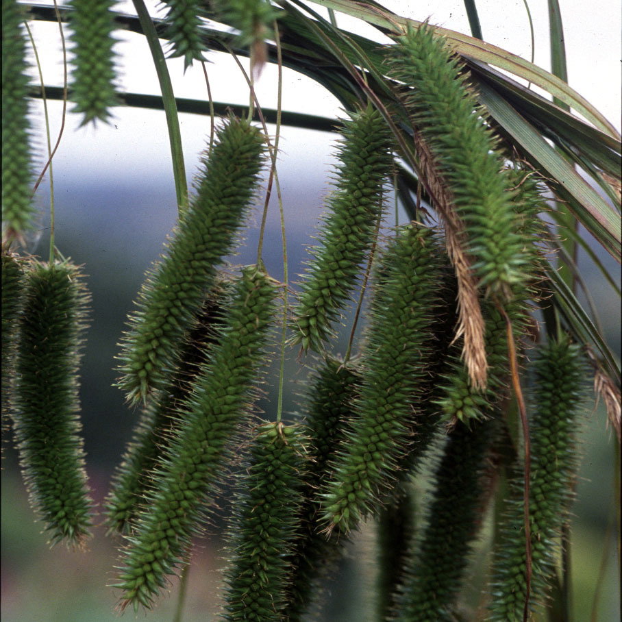 500 Carex Triffid