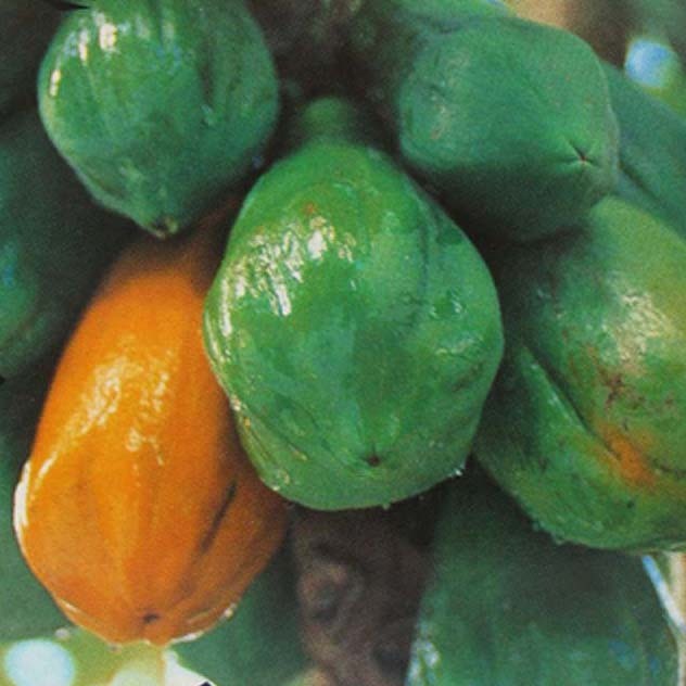 Carica Papaya