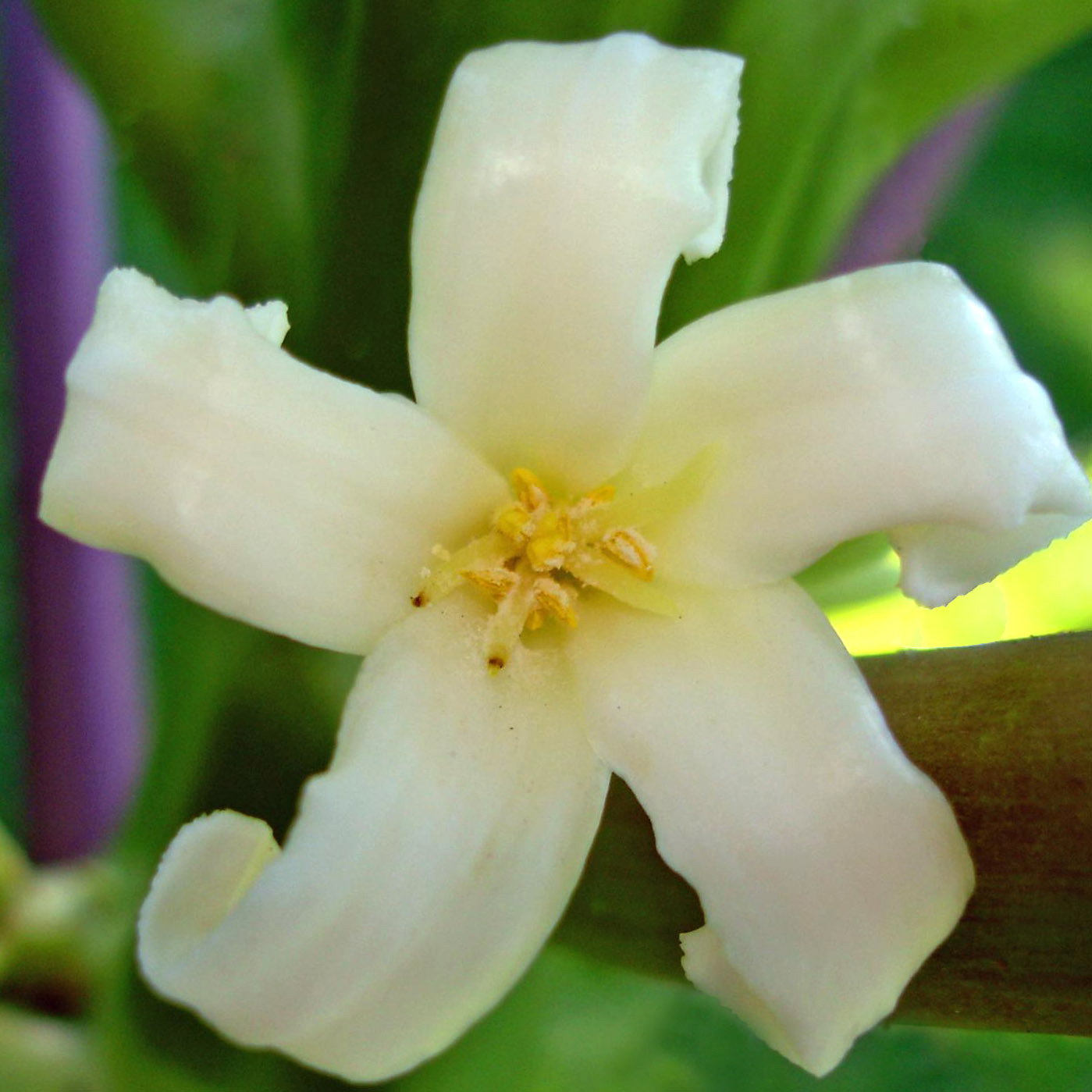 Carica Papaya Flower