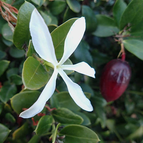 Carissa Macrocarpa Flower And Fruit