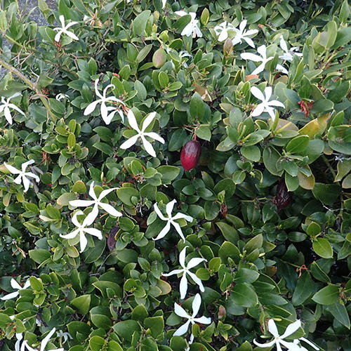 Carissa Macrocarpa