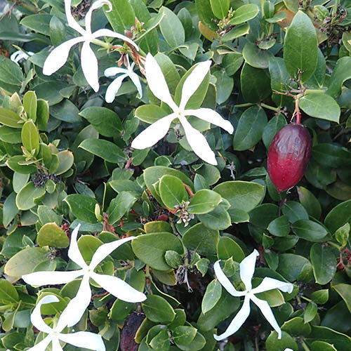 Carissa Macrocarpa