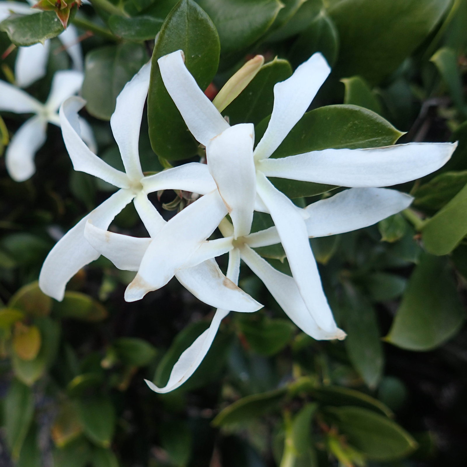 Carissa Macrocarpa
