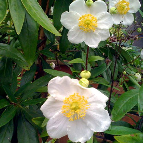 Carpenteria Californica