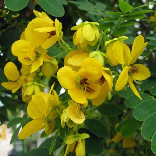 Cassia Glauca
