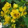 Cassia Glauca