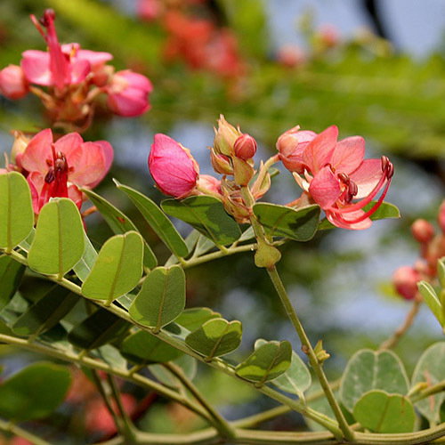 Cassia Red