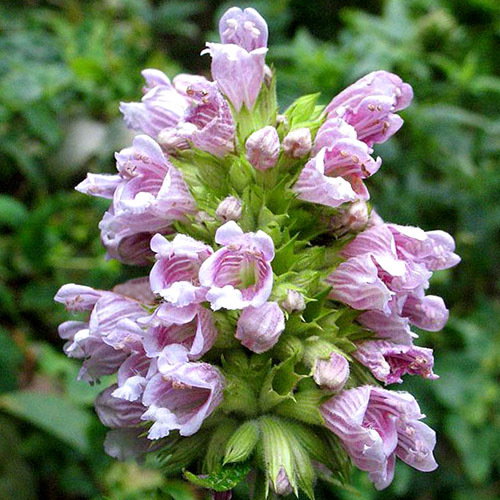 Cedronella Canariensis