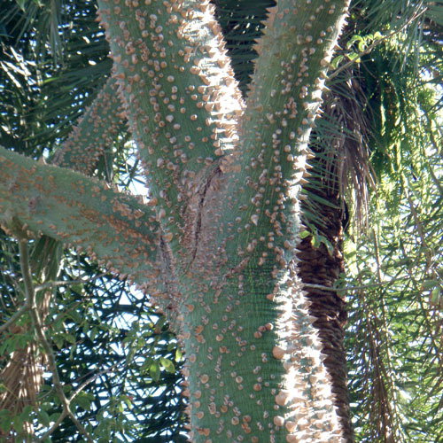 Kapok Trunk Fl