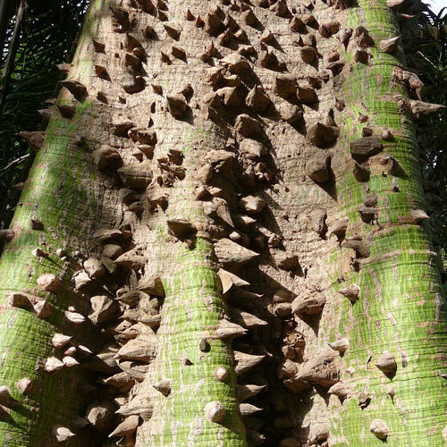 Kapok Trunk