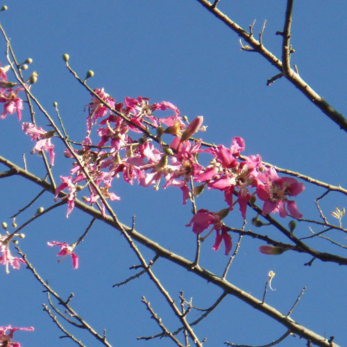 Kapok Flower