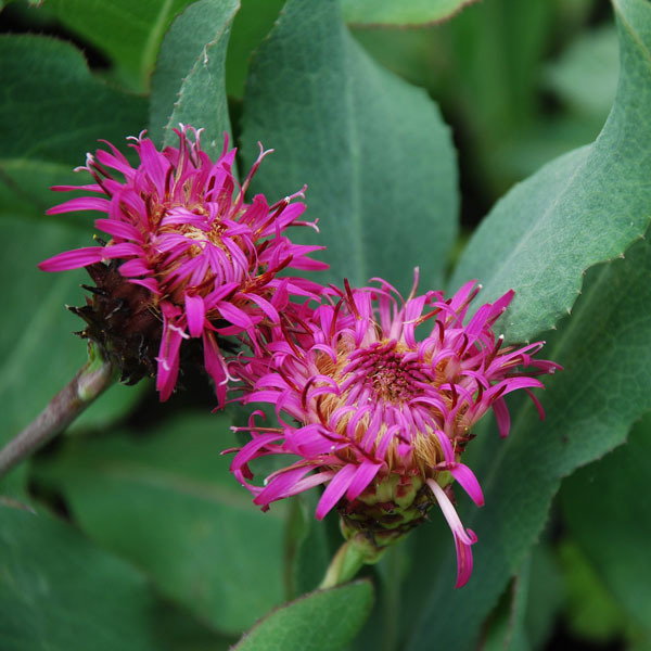 Centaurea Copper Canyon