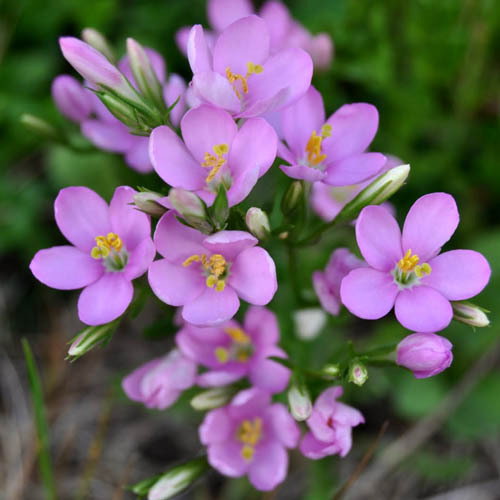Centaurium Scilloides
