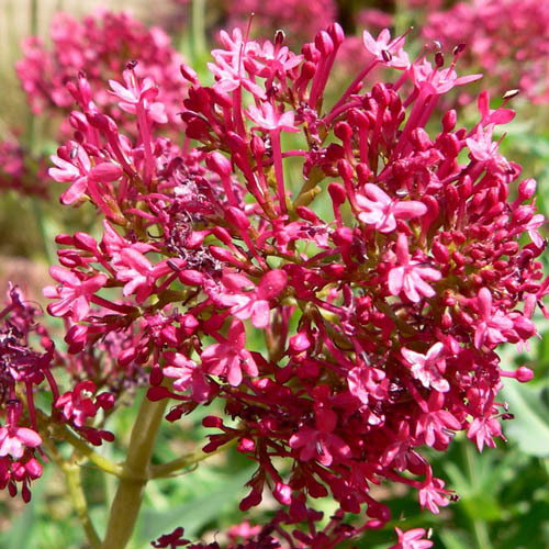 Centranthus Ruber