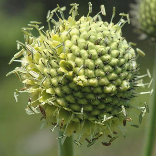 Cephalaria Alpina