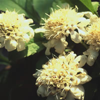 Cephalaria Leucantha
