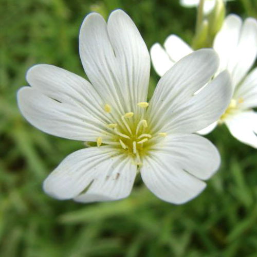 Cerastium Alpinum Lanatum