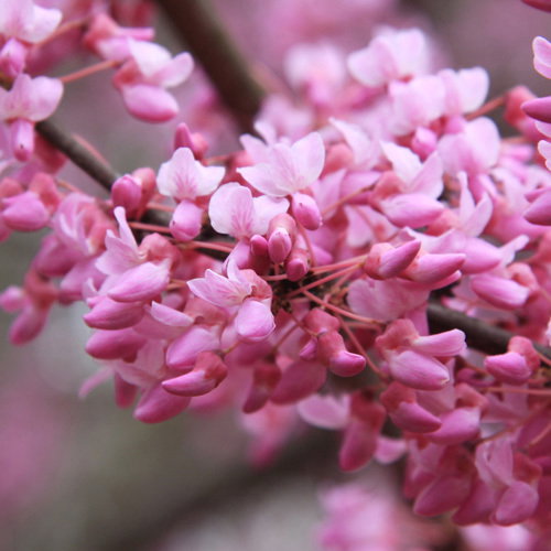 Cercis Canadensis