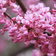 Cercis Canadensis