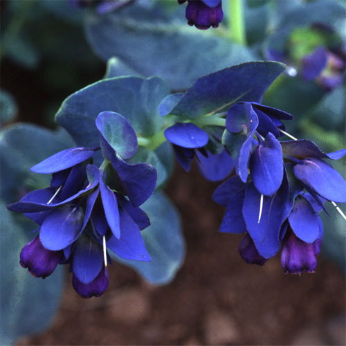 Cerinthe Major Purpurascens2