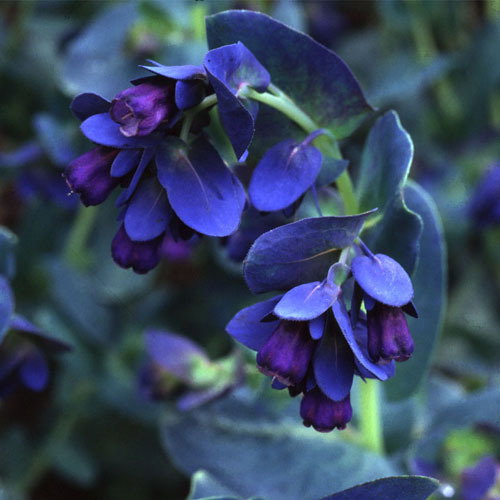 Cerinthe Major Purpurascens1