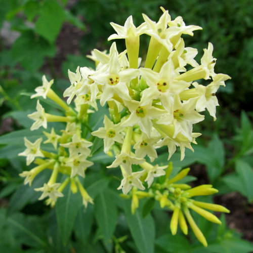 Cestrum Parqi