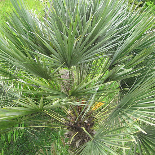 Chamaerops Humiliis Var Cerifera
