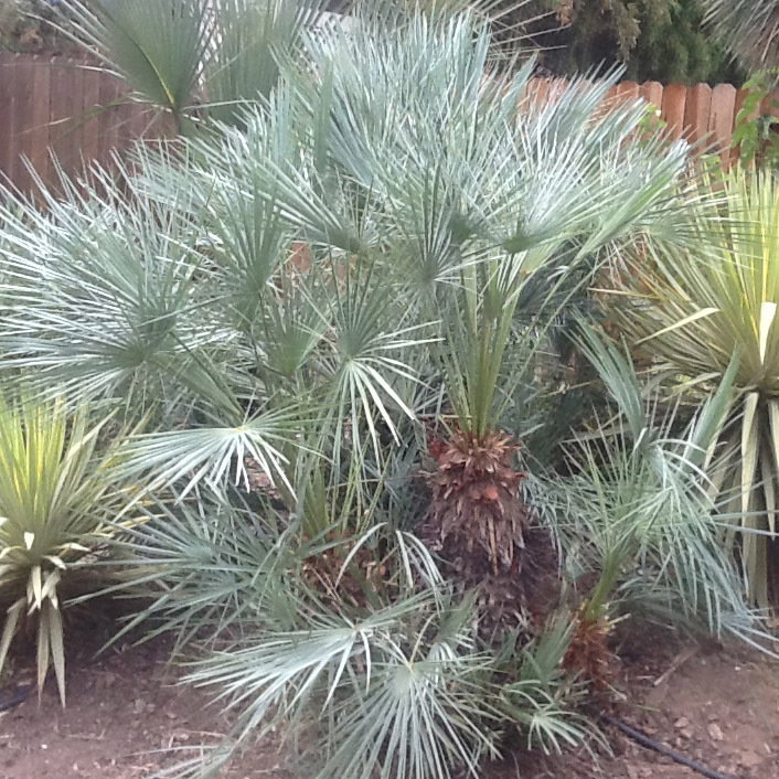 Moroccan Blue Palm