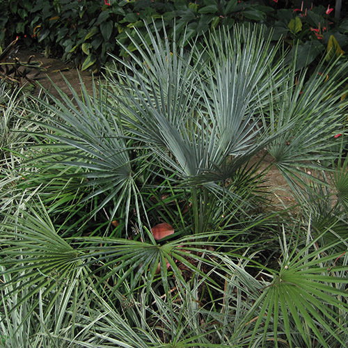 Chamaerops Blue Palm