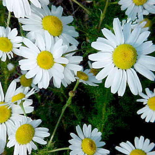 Chamomile