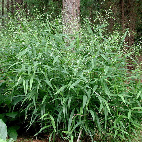 Chasmanthium Latifolium