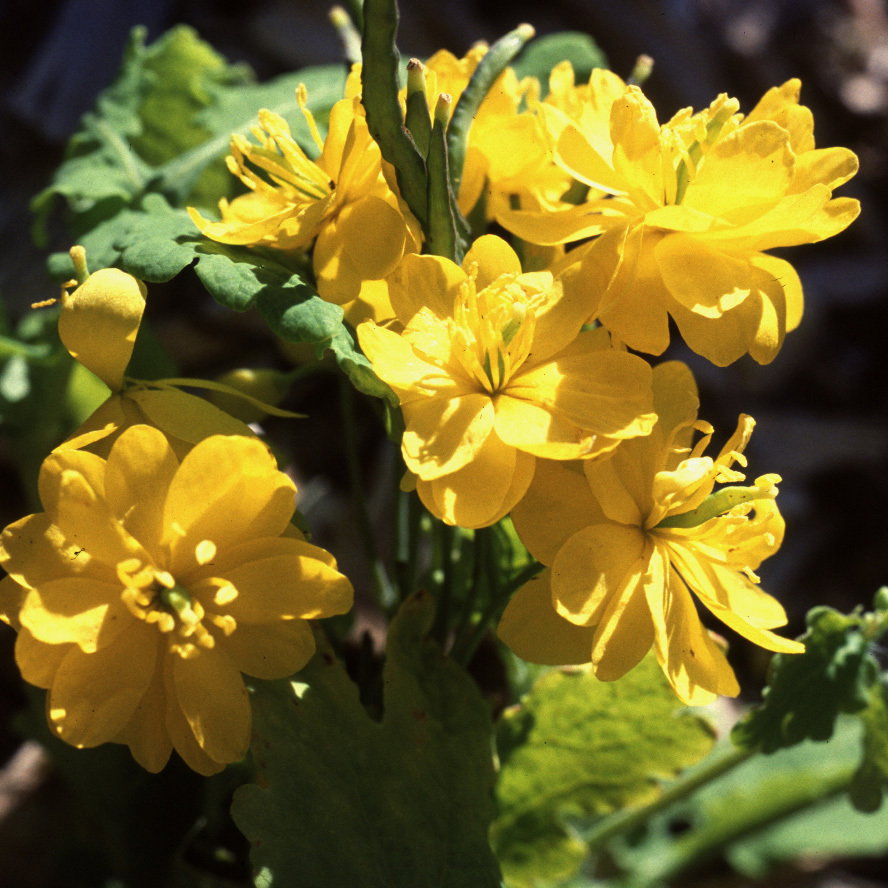 Chelidonium Majus Fl Pl