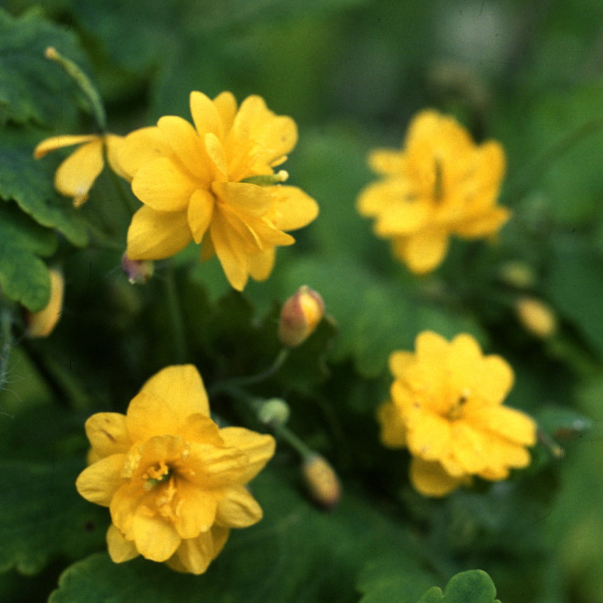 Chelidonium Majus Fl Pl